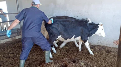 Konya'da şap aşısı kampanyası sürüyor