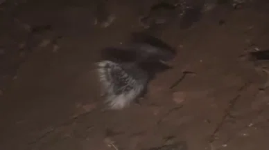 Nesli tükenen kirpi Konya'da görüldü