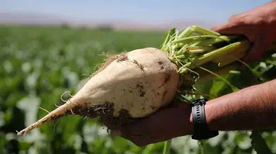 Pancar üretiminde Konya ve Bursa rekabeti! Çiftçiler yüksek verim aldı