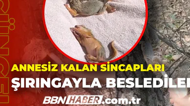 Yavru sincaplara anne şefkati