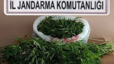 Zehir taciri evini uyuşturucu serasına çevirdi