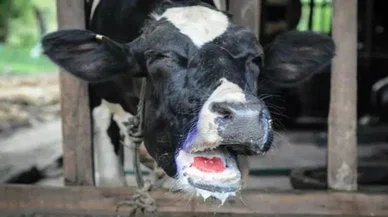 Koskoca bir mahalle karantinaya alındı! Mavi dil hastalığı paniği
