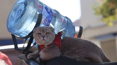 Konya'da bir kedi sahibiyle beraber sipariş dağıtıyor