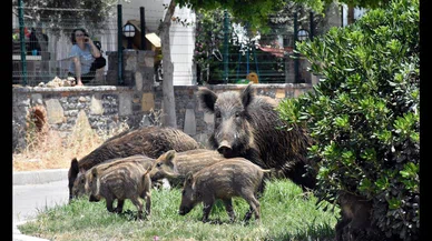 Başıboş köpekten sonra başıboş domuz sorunu: 1 kişi yaralandı
