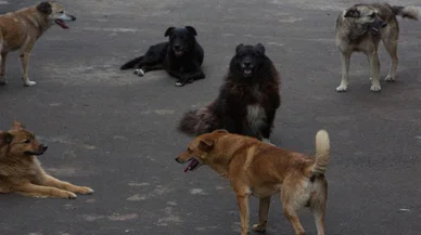 Başıboş sokak köpeklerinden kaçmak isterken ölümden döndü