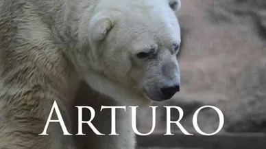 Dünya’nın en mutsuz hayvanı Arturo'nun hikayesi