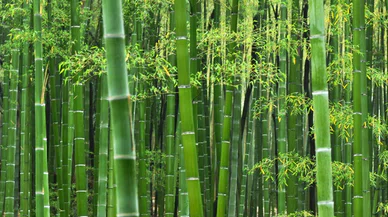 Bambu ağacının özellikleri nelerdir?