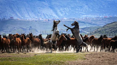 Konya'da şov atlarını izlemek isteyen bu adaya geliyor. Yüzlerce yılkı atı var