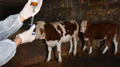 Tarımda yeni gelişme: Şap hastalığı verileri paylaşıldı