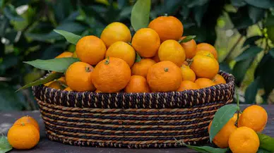Mandalina fiyatları cep yakıyor. Kilosu 50 TL’yi gördü