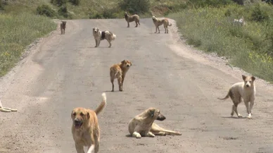 Başıboş köpekler tarafından parçalanan bebek defnedildi