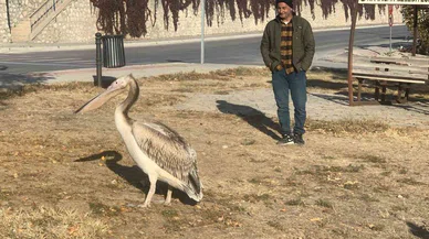Parkta bulunan pelikan koruma atına alındı