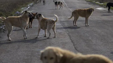 Başıboş sokak köpekler yeni doğan bebeğin mezarını kazdı