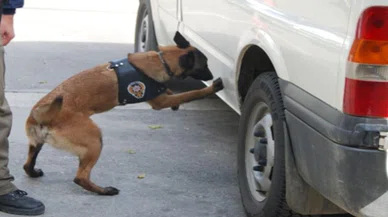 Dedektör köpek kokladı, araçta uyuşturucu çıktı