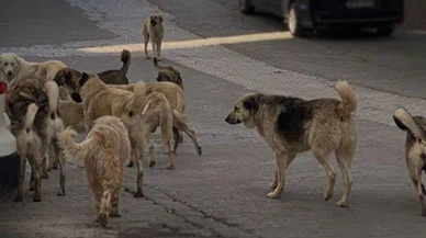 Konya'daki köpek saldırısı sorunun çözümünde milat oldu; Adalet Bakanlığı idari soruşturma açıyor