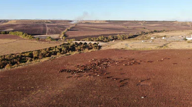 Dron gören masum kangal ne yapacağını şaşırdı