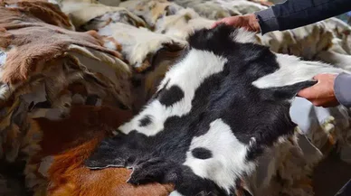 Hayvan ithalatı deriyi vurdu. Konya malı diye alıyorlar Uruguaylı çıkıyor