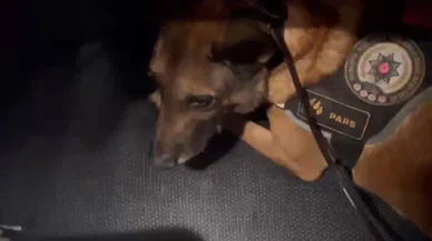 Kilolarca uyuşturucuyu detektör köpek 'Pars' buldu