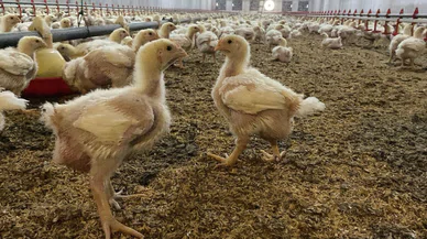 Konya'da da görülmüştü. Uzmanlar kuş gribine karşı uyardı
