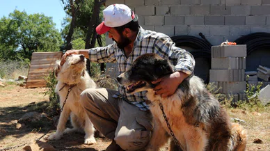 Konya'da başıboş köpek sahiplenenlere para yağıyor. Destek miktarı 800 TL'ye çıktı