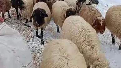 Karaman'da yaylalarda mahsur kalan 600 koyun kurtarıldı