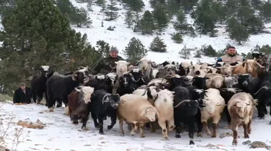Konya'da koyunlarıyla  yaylada kalan besiciler yol açılarak kurtarıldı