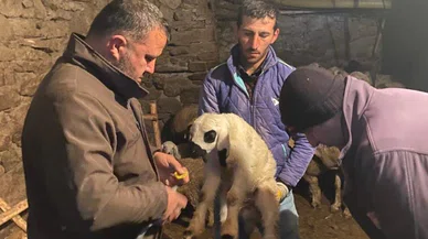 Beyşehir'de küçükbaş hayvanlar sağlık taramasına alındı