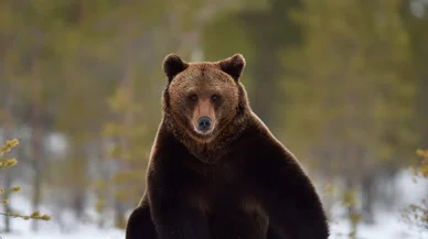 Uykusu kaçan ayılar kış uykusuna yatamadı