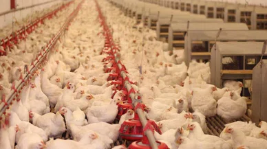 Geçtiğimiz aylarda Konya’da ortaya çıkmıştı . ABD’de Kuş gribi OHAL getirdi