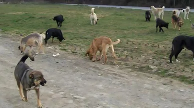 Konya'da çocuklara saldıran başıboş köpekler toplanıyor. Vatandaşlar rahat bir nefes aldı
