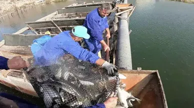 Dalyan kefali, ihracatla dünyaya açılıyor. İç piyasada uygun fiyatla satılıyor