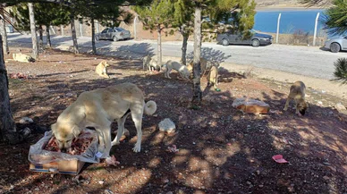 Konya'ya kış geldi, başıboş sokak köpekleri meydana indi. Gruplar halinde geziyorlar