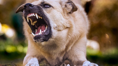 Konya'daki sokak köpekleri günden güne saldırganlaşıyor. Vatandaşlar tedirgin