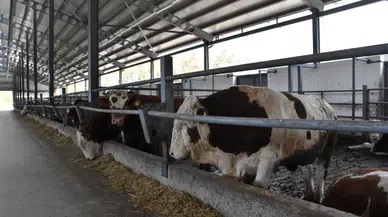 Hayvan üreticileri kara kara düşünüyor. Samanın tonu 4 bin liraya dayandı