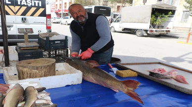 Tam 33 kilo 1,5 metre boyunda, fiyatı ise düşündüğünüz gibi olmayabilir
