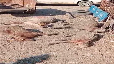 Köpekler dehşet saçtı: Gebe 26 hayvan telef oldu