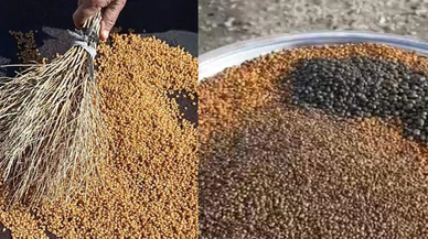 Konya'nın en özel kuruyemişi coğrafi işaret aldı. Kavurga Karapınar'ın oldu