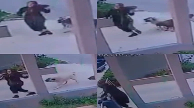 Sokak köpekleri kadına saldırdı: O anlar kamerada