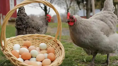 Beyaz mı, kahverengi mi? Yumurta seçimine dikkat