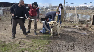 Konya'nın bu ilçesinde kuduz seferberliği başladı. Aşılanmadık hayvan kalmayacak