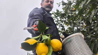 Mersin'de kar altında limon hasadı