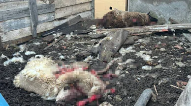 Bursa'da korkunç olay; başıboş köpekler çiftliğe saldırdı, hayvanları telef etti