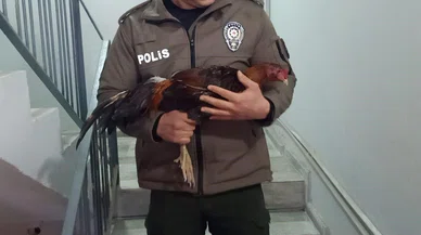 Horoz dövüştürdüklerine pişman oldular: 1.2 milyon TL ceza