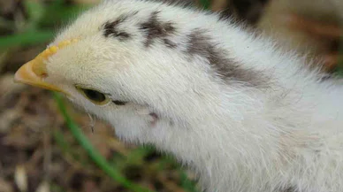 Civciv ay yıldız figürüyle doğdu