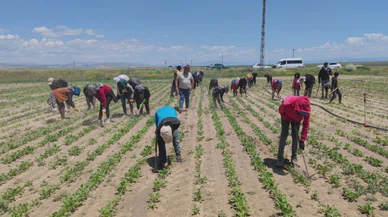 Mevsimlik tarım işçilerinin en gözde şehri Konya oldu: Ekmeklerini topraktan çıkarıyorlar