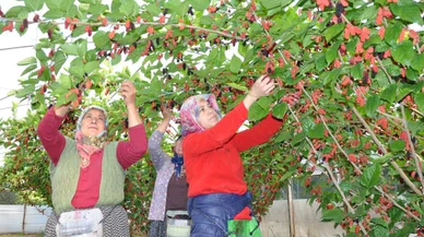 Menopoz semptomlarını hafifletiyor, kolestrolü düşürüyor; hasadı-başladı