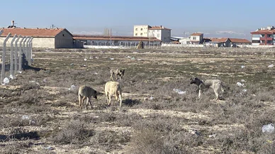 Konya'da köpeklerin saldırısında çocuğun öldüğü arazi görüntülendi