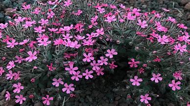 Dünyada sadece Konya'da yetişiyor. Pembe elbiseli krater gelini