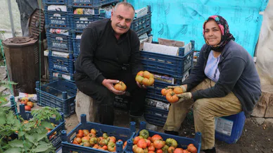 Üretici isyanda: Serada 28, markette 60 lira
