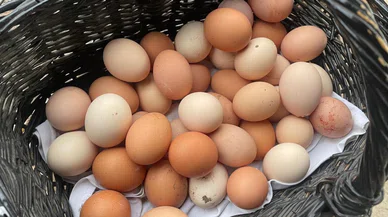 Yumurta fiyatı neden artıyor? Sektör temsilcileri yanıtladı